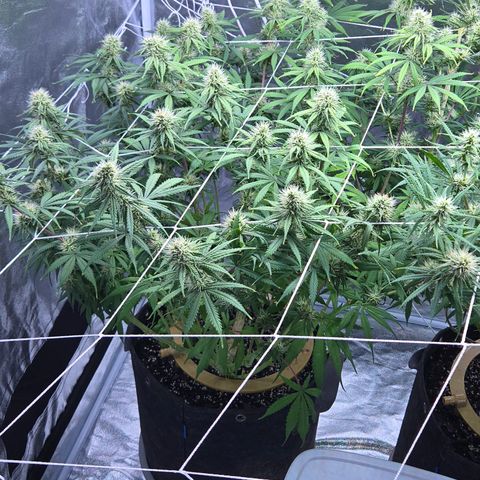 Underdog growlog timeline photo