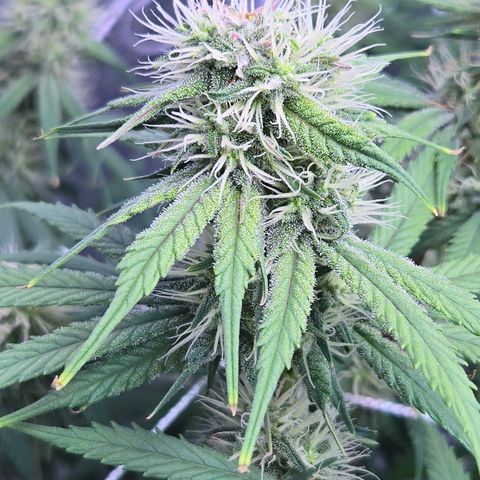 Underdog growlog timeline photo