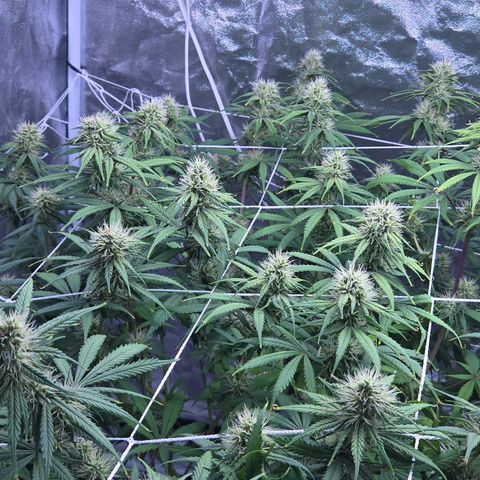 Underdog growlog timeline photo