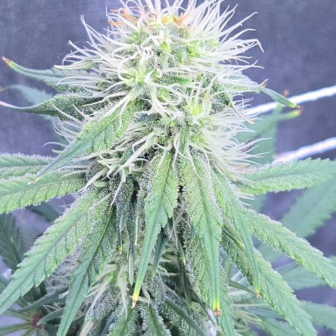 Underdog growlog timeline photo