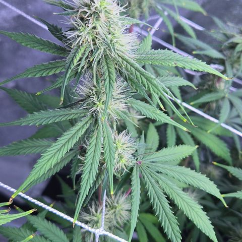 Underdog growlog timeline photo