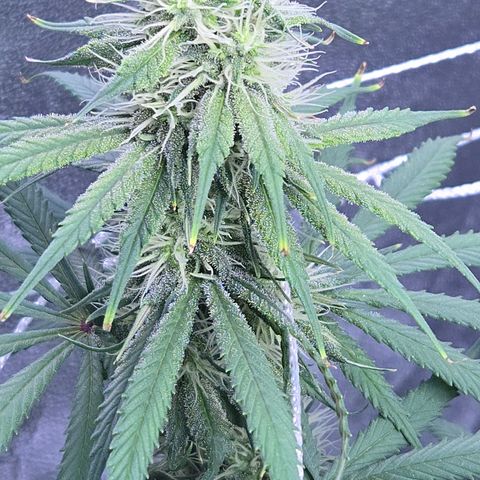 Underdog growlog timeline photo