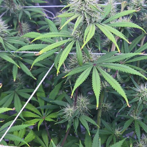 Underdog growlog timeline photo
