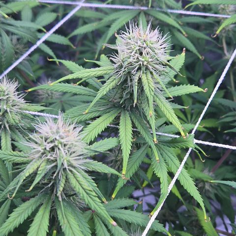 Underdog growlog timeline photo