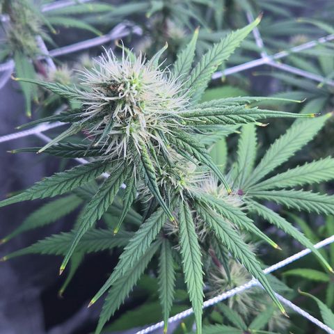 Underdog growlog timeline photo