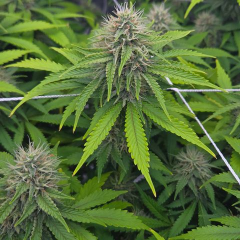 Runtz Muffin growlog timeline photo