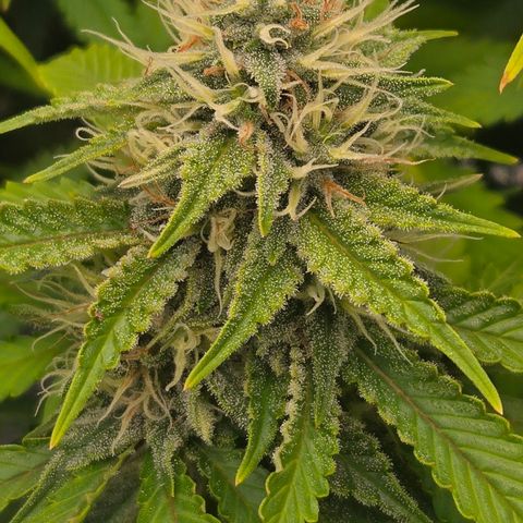 Runtz Muffin growlog timeline photo