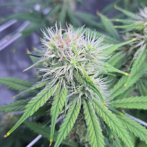 Underdog growlog timeline photo