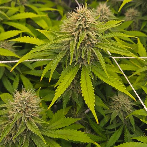 Runtz Muffin growlog timeline photo