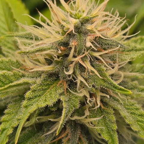Runtz Muffin growlog timeline photo
