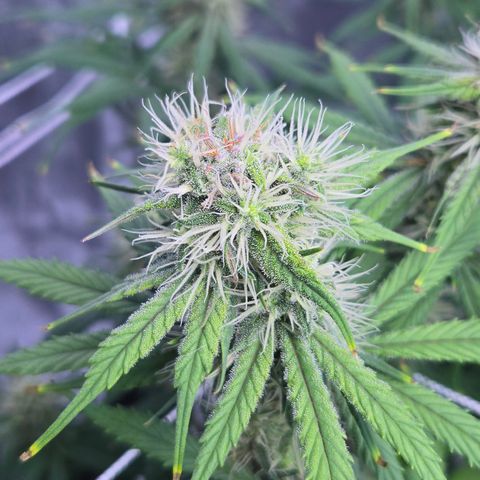 Underdog growlog timeline photo