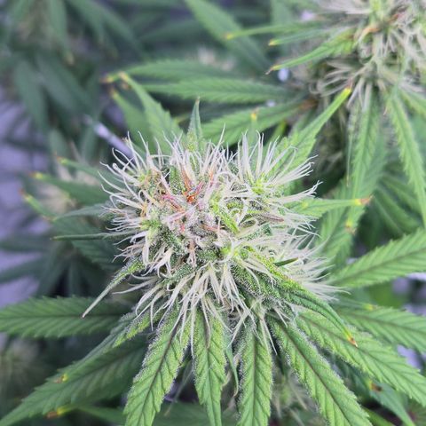 Underdog growlog timeline photo