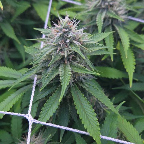 Runtz Muffin growlog timeline photo