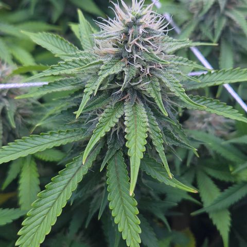 Runtz Muffin growlog timeline photo