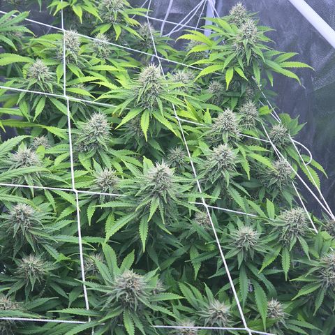 Runtz Muffin growlog timeline photo
