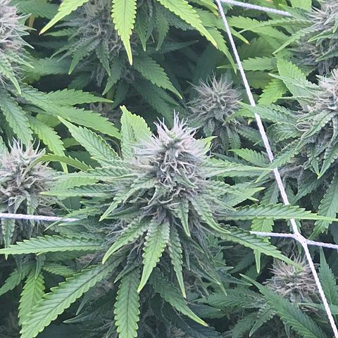 Runtz Muffin growlog timeline photo