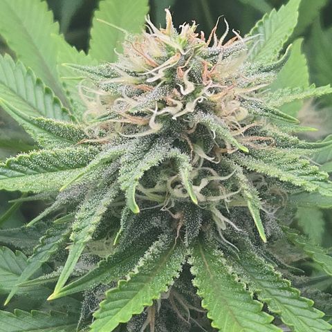 Runtz Muffin growlog timeline photo