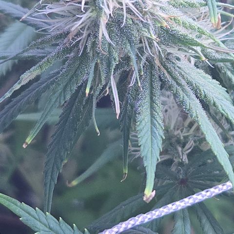 Underdog growlog timeline photo