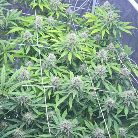 Runtz Muffin growlog timeline photo