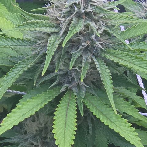 Runtz Muffin growlog timeline photo