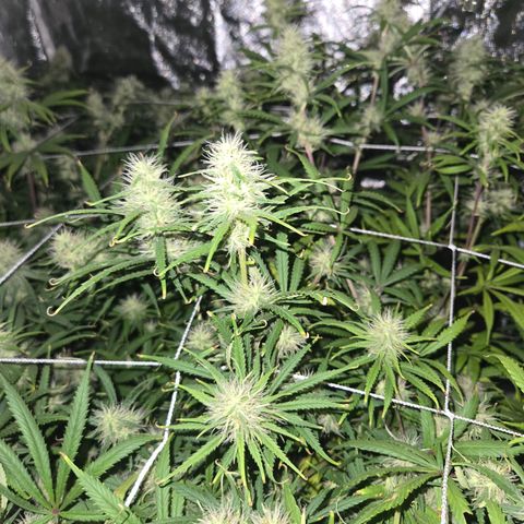 Big Gorl growlog timeline photo