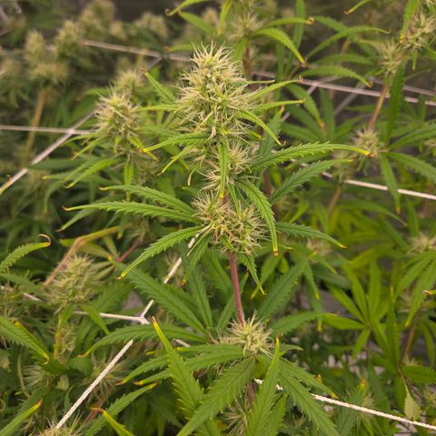 Big Gorl growlog timeline photo