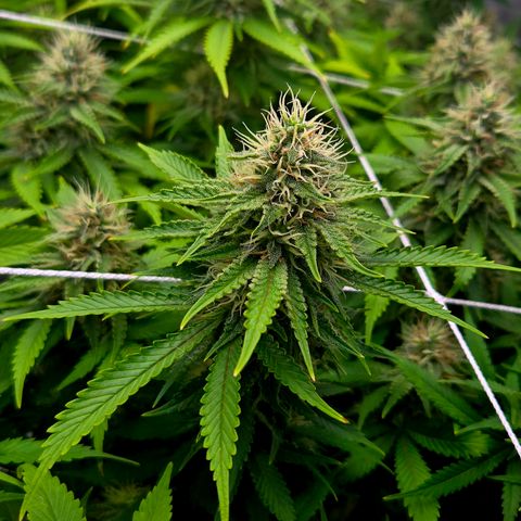 Runtz Muffin growlog timeline photo