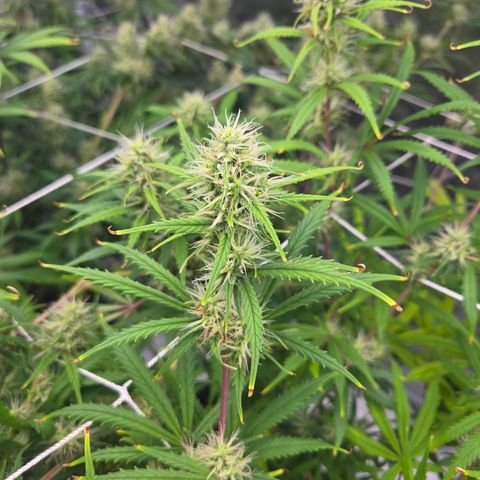 Big Gorl growlog timeline photo
