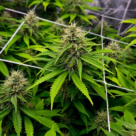 Runtz Muffin growlog timeline photo