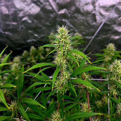 Big Gorl growlog timeline photo