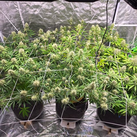 Big Gorl growlog timeline photo