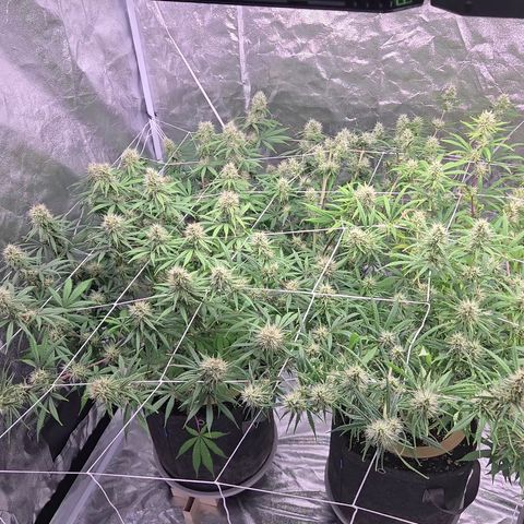 Big Gorl growlog timeline photo