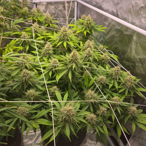 Big Gorl growlog timeline photo