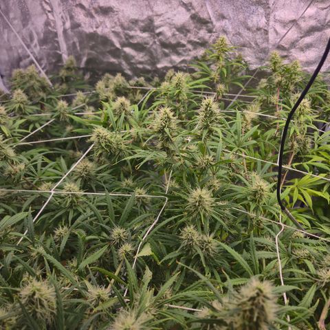 Big Gorl growlog timeline photo