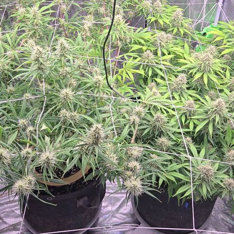 Big Gorl growlog timeline photo