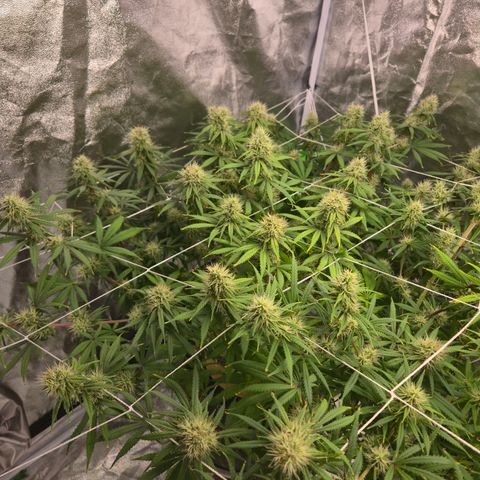 Big Gorl growlog timeline photo