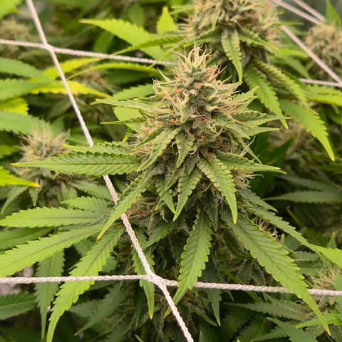 Runtz Muffin growlog timeline photo