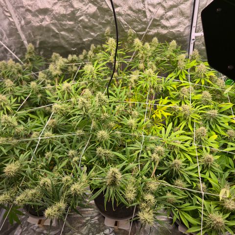 Big Gorl growlog timeline photo