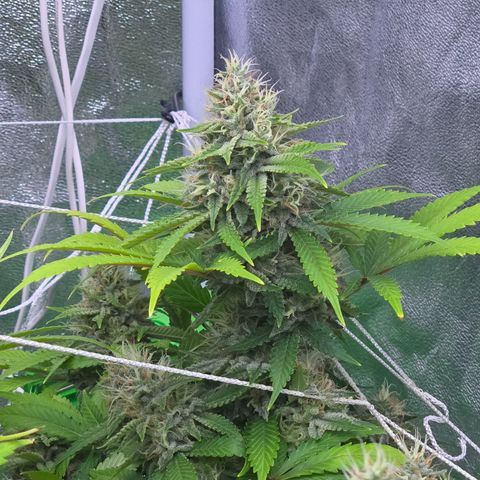 Runtz Muffin growlog timeline photo