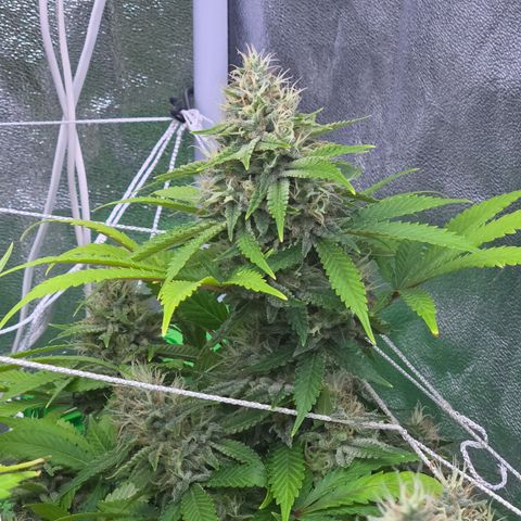 Runtz Muffin growlog timeline photo