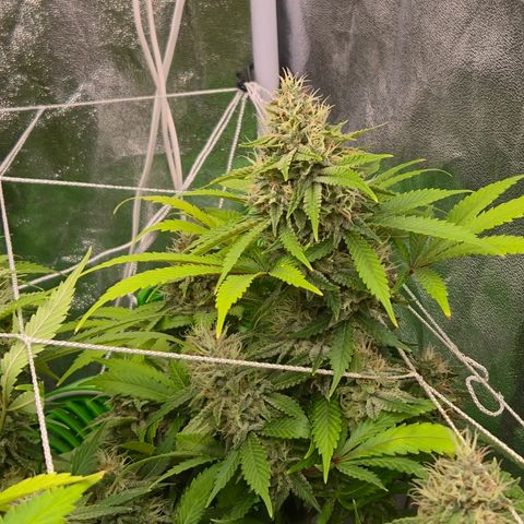Runtz Muffin growlog timeline photo