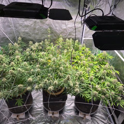 Big Gorl growlog timeline photo