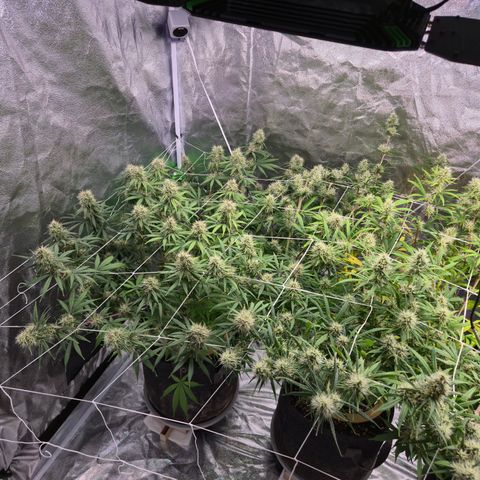 Big Gorl growlog timeline photo