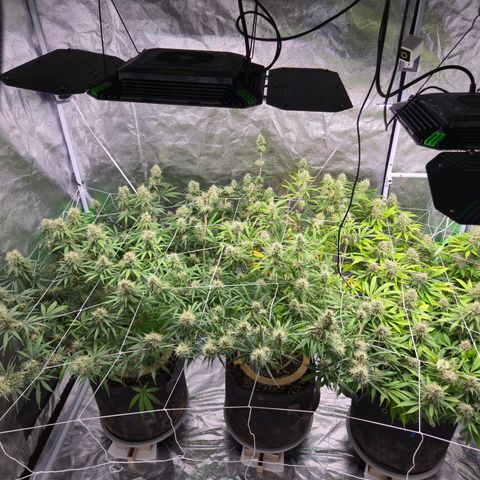 Big Gorl growlog timeline photo