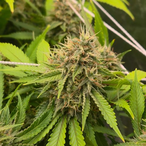 Runtz Muffin growlog timeline photo
