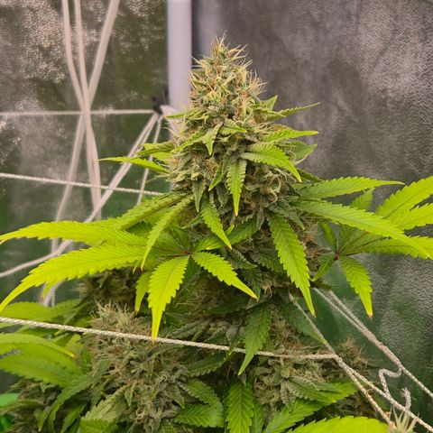 Runtz Muffin growlog timeline photo