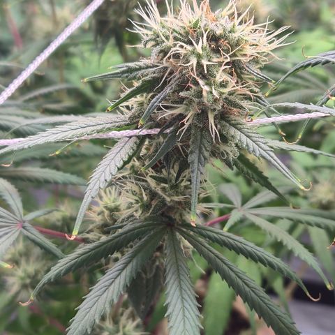 Underdog growlog timeline photo