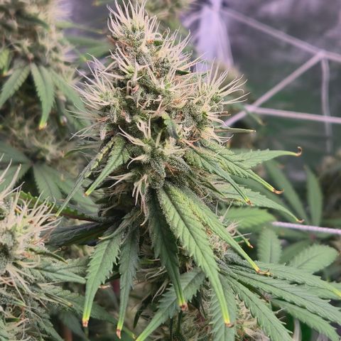 Underdog growlog timeline photo