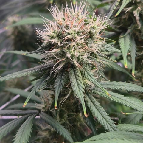 Underdog growlog timeline photo