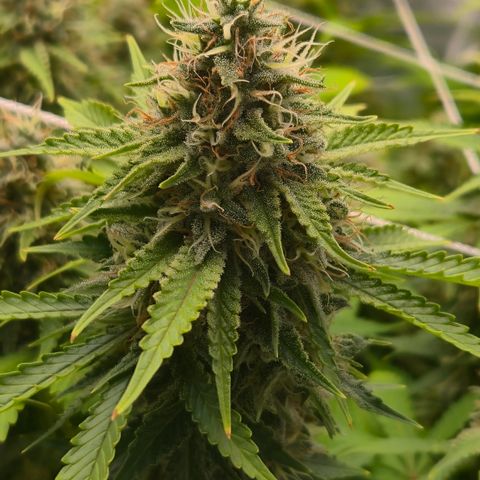 Big Gorl growlog timeline photo